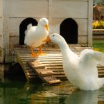 Clean Your Duck Coop in 20 Minutes — The Full Daily, Weekly, Seasonal System