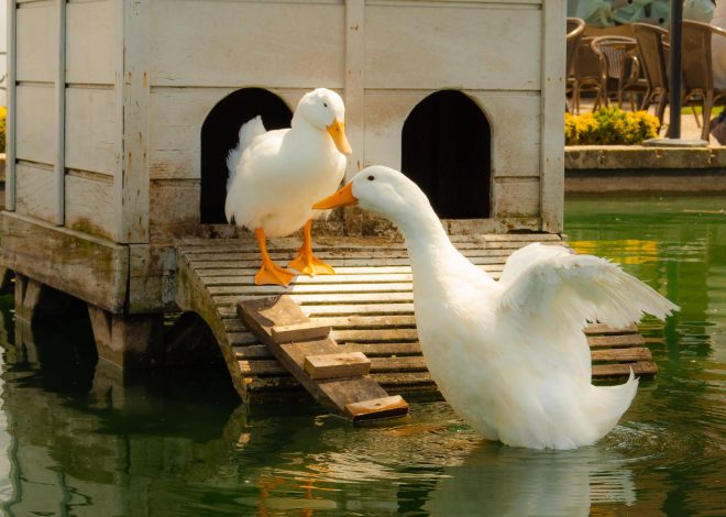Clean Your Duck Coop in 20 Minutes — The Full Daily, Weekly, Seasonal System