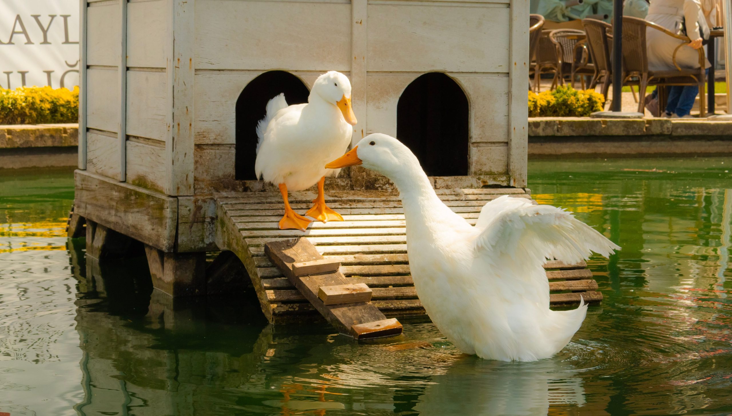 Clean Your Duck Coop in 20 Minutes — The Full Daily, Weekly, Seasonal System