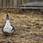 Duck Coop Bedding Done Right: 6 Options Ranked Honestly From Best to Worst