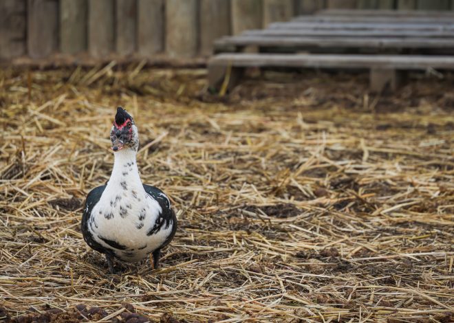 Duck Coop Bedding Done Right: 6 Options Ranked Honestly From Best to Worst