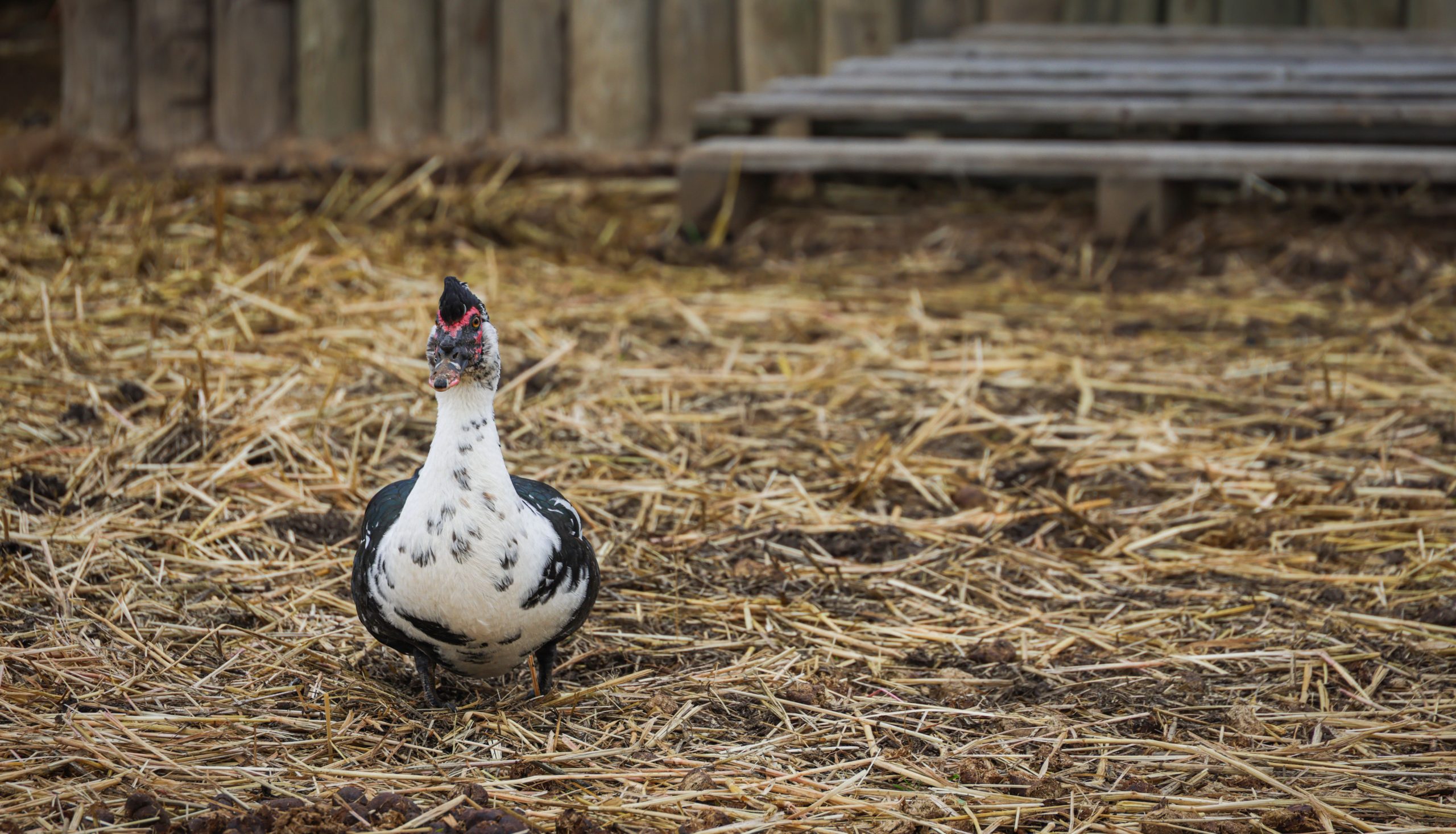 Duck Coop Bedding Done Right: 6 Options Ranked Honestly From Best to Worst