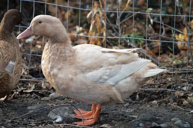 Ventilated duck coop with dry bedding