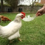 What to Feed Laying Hens for Balanced Nutrition and Consistent Eggs