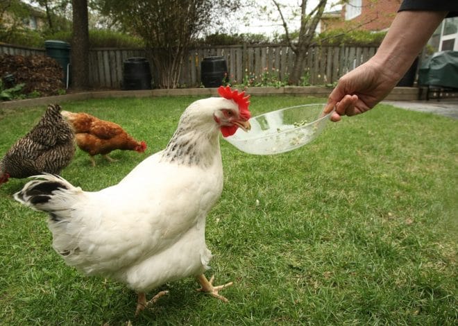 What to Feed Laying Hens for Balanced Nutrition and Consistent Eggs