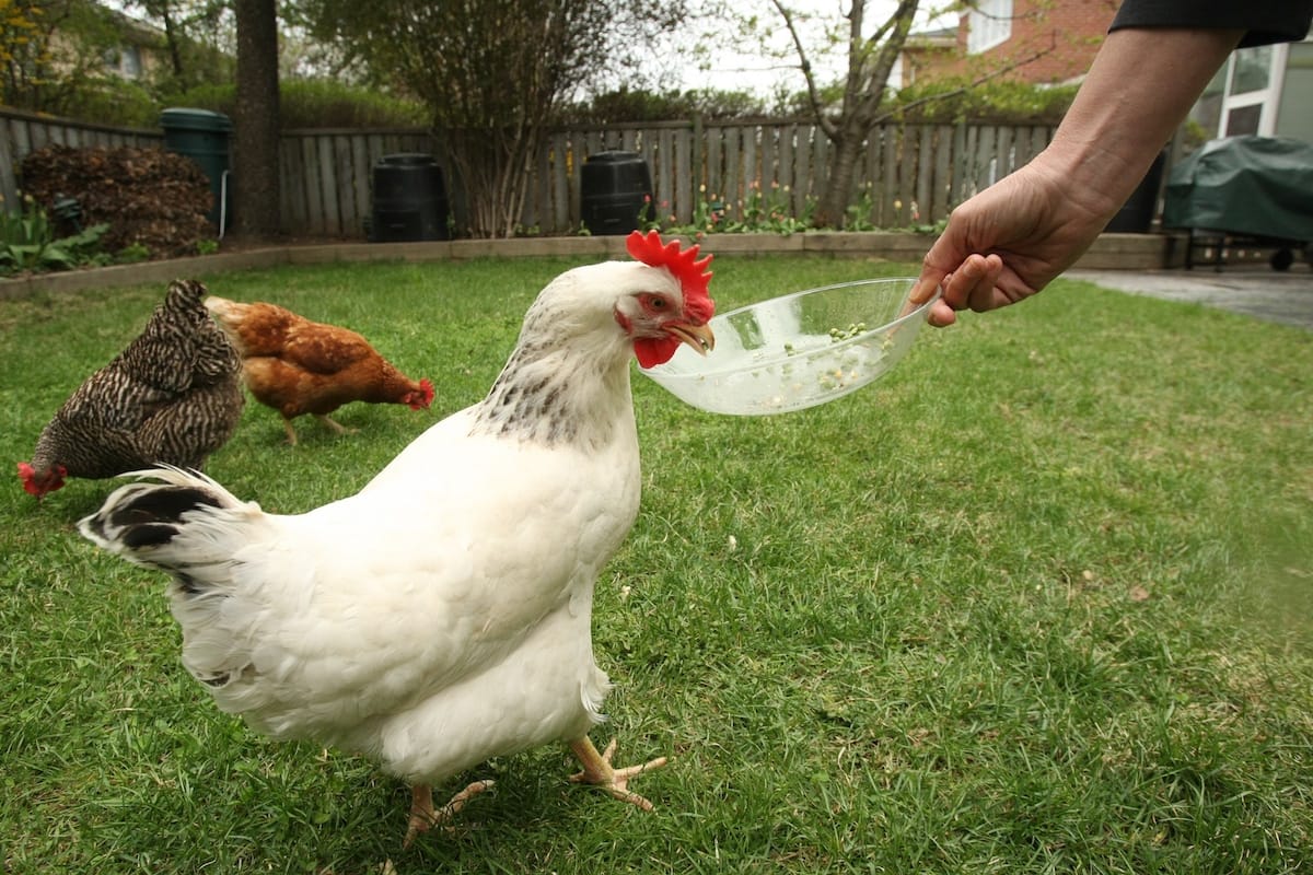 What to Feed Laying Hens for Balanced Nutrition and Consistent Eggs