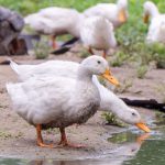 If Your Duck Coop Smells: What It Means and How to Fix It