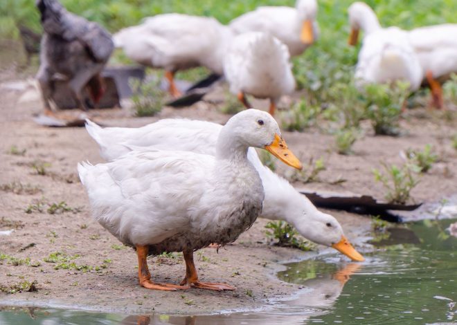 If Your Duck Coop Smells: What It Means and How to Fix It