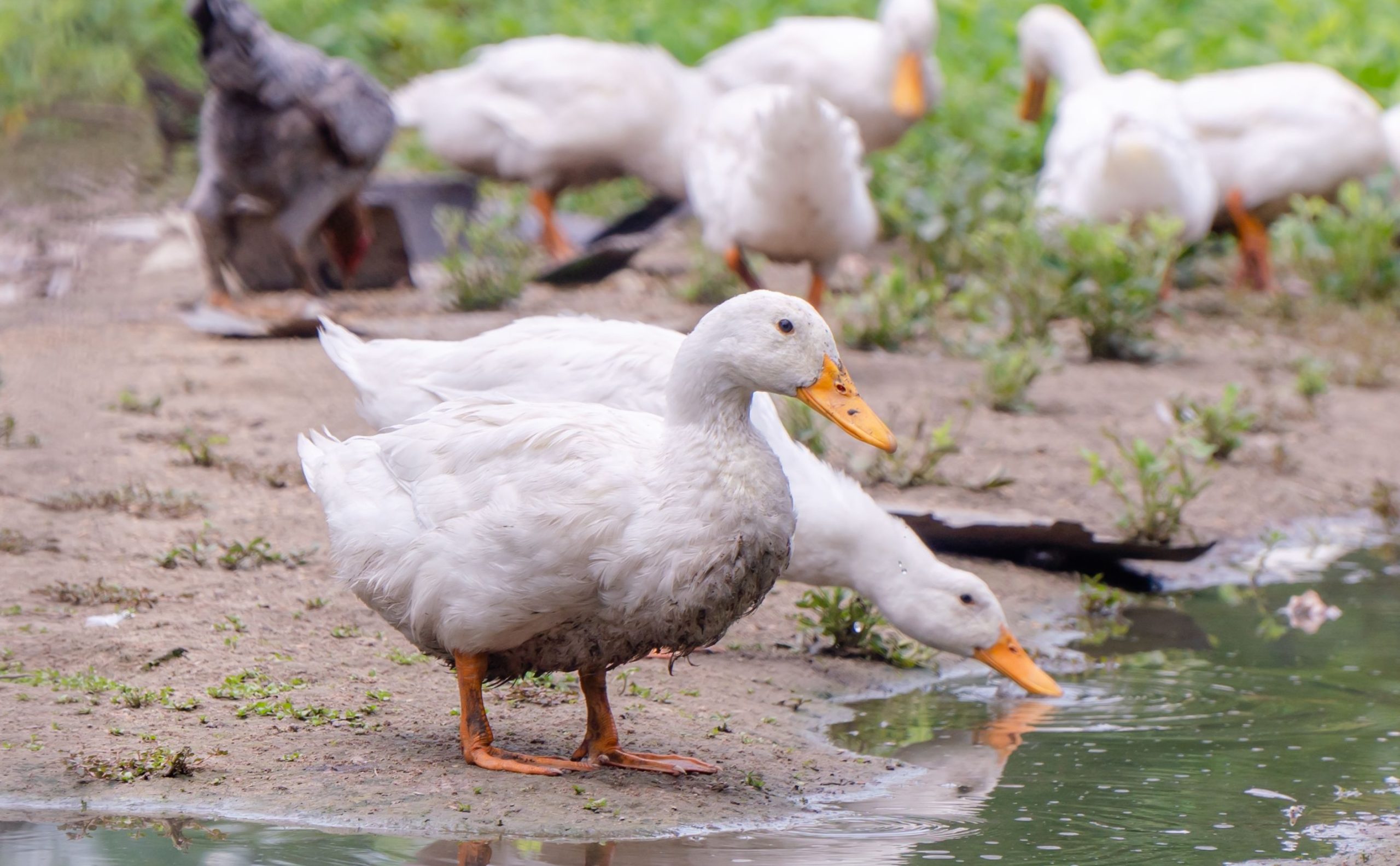 If Your Duck Coop Smells: What It Means and How to Fix It