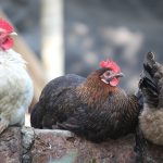 12 Ways to Keep Your Chickens Cool This Summer