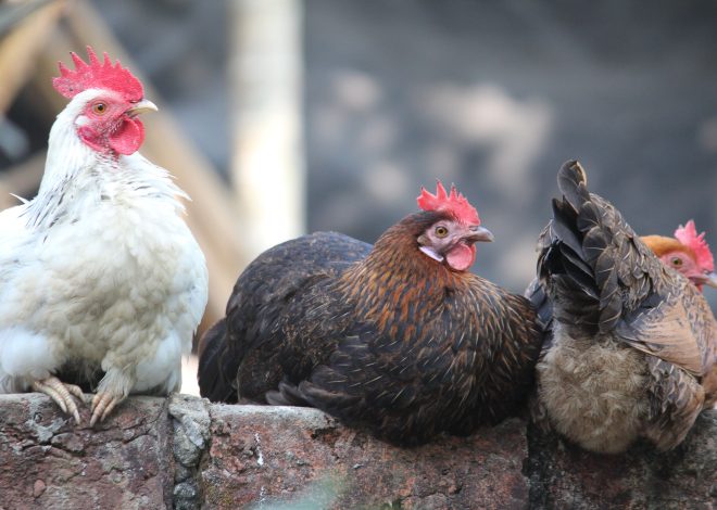 12 Ways to Keep Your Chickens Cool This Summer