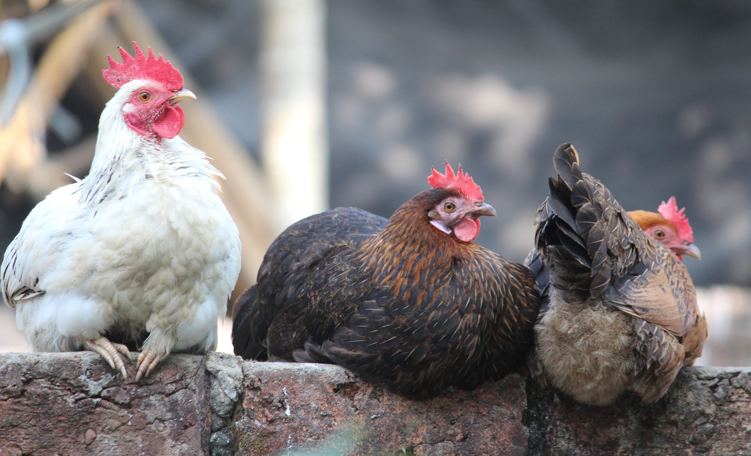 12 Ways to Keep Your Chickens Cool This Summer