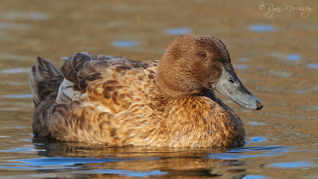 Khaki Campbell duck standing near water