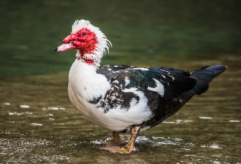 Indian Runner duck standing upright