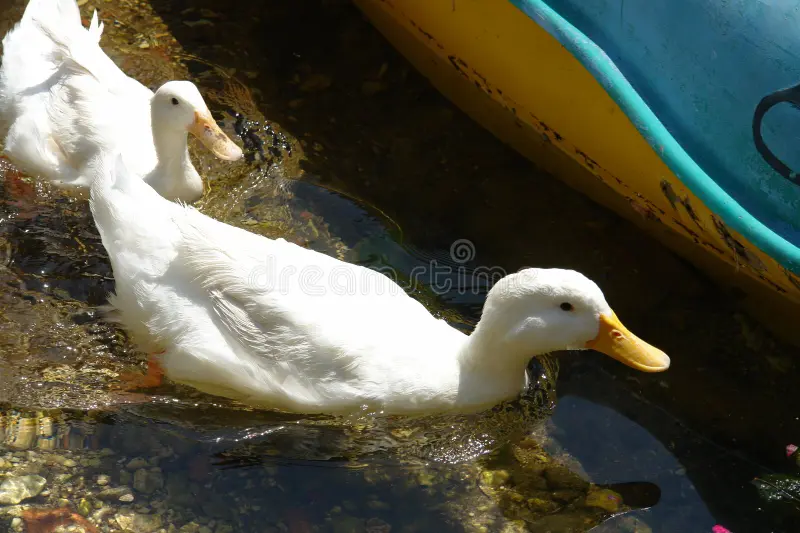 White Pekin duck in a backyard flock