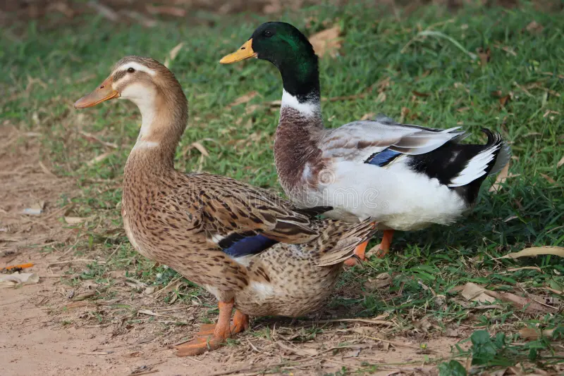 Iridescent black Cayuga duck