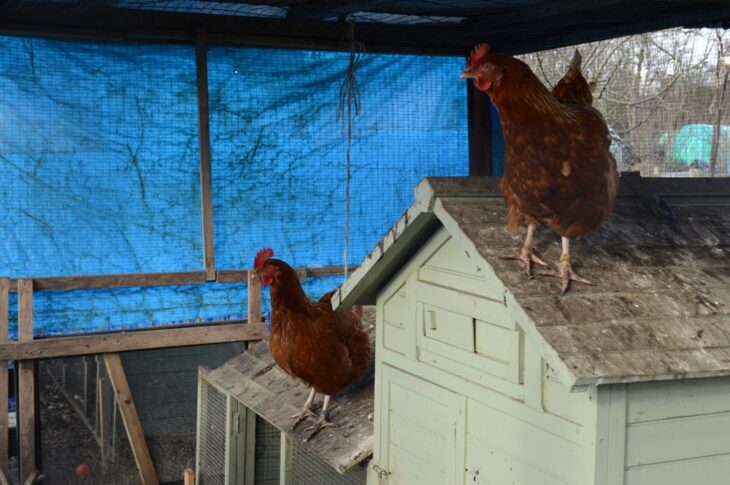 Basic chicken coop showing common weak points