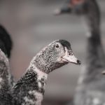 11 Surprising Things That Happen When You Get Backyard Ducks