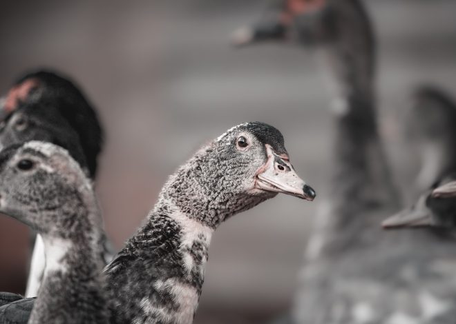 11 Surprising Things That Happen When You Get Backyard Ducks