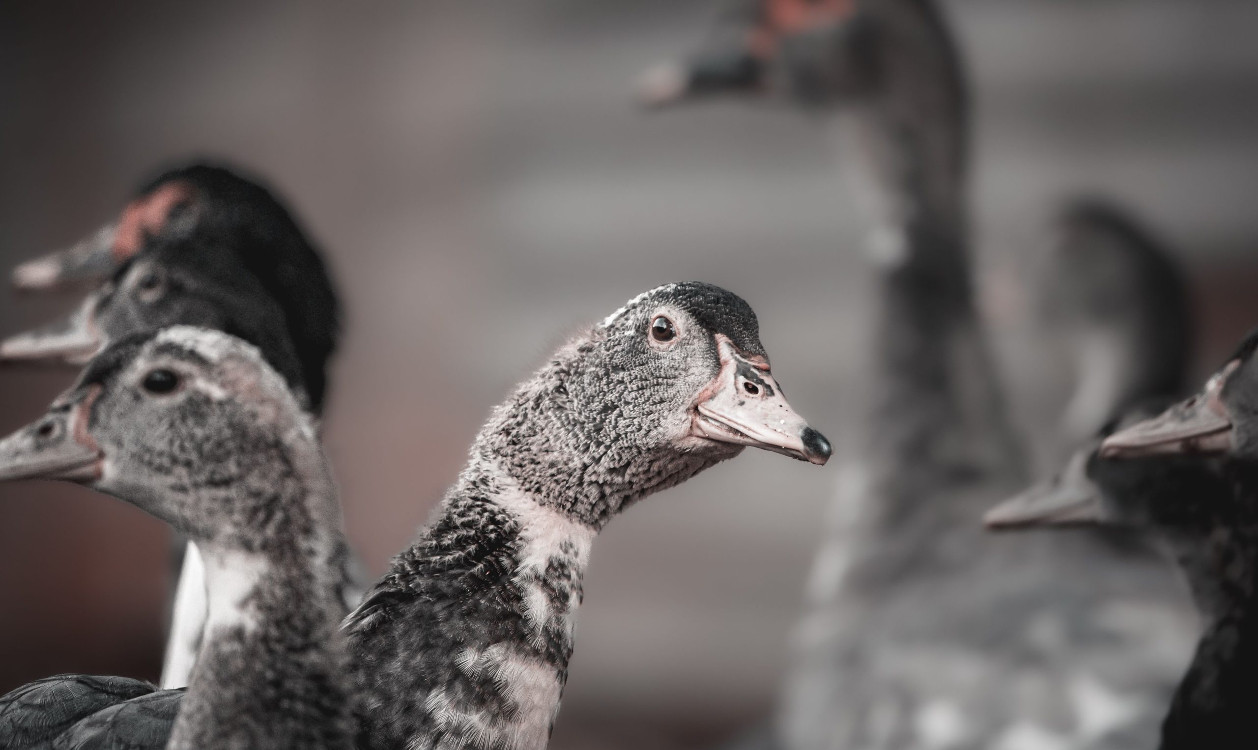 11 Surprising Things That Happen When You Get Backyard Ducks