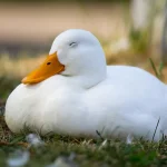 The Complete Beginner’s Guide to Raising Backyard Ducks — From Zero to Full Flock