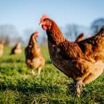 Humane End-of-Life Decisions for a Chicken: A Responsible Keeper’s Guide