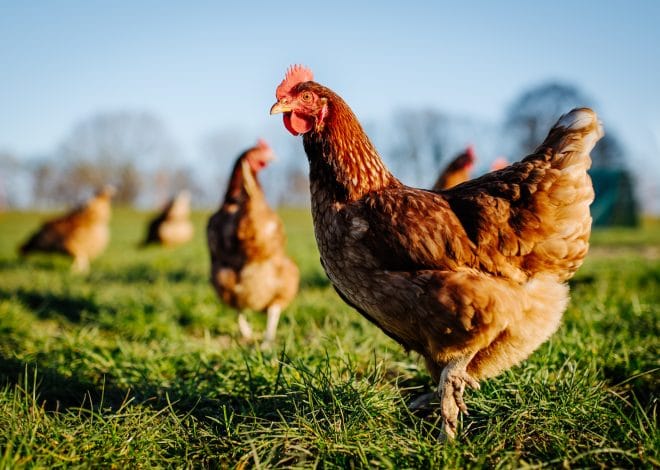 Humane End-of-Life Decisions for a Chicken: A Responsible Keeper’s Guide