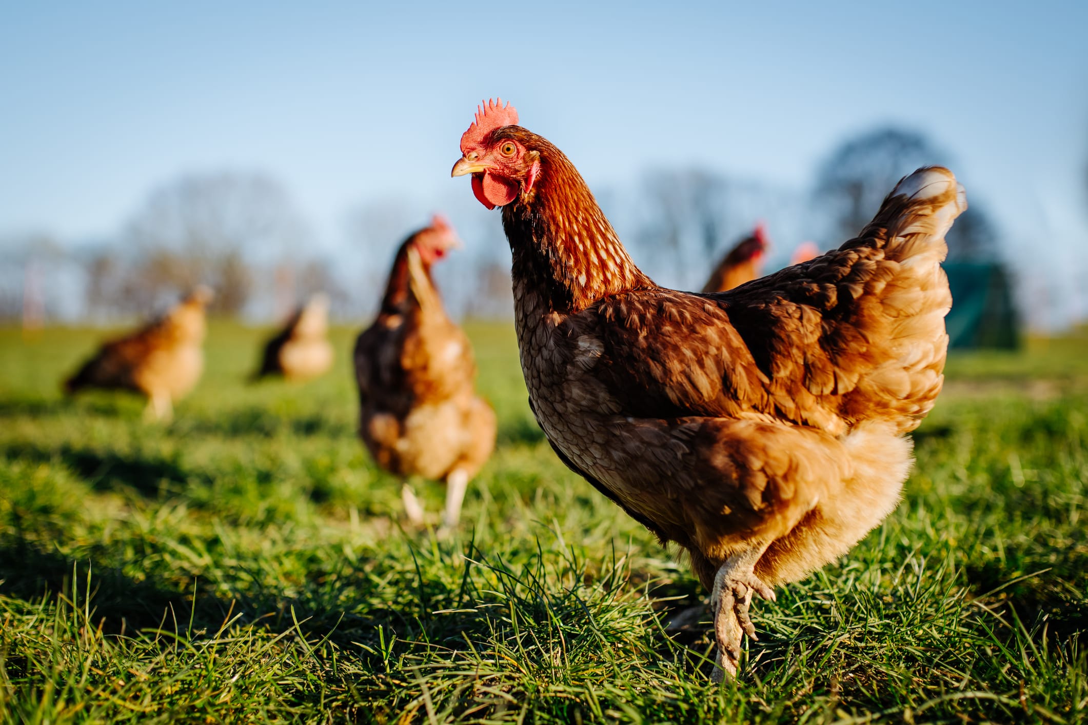 Humane End-of-Life Decisions for a Chicken: A Responsible Keeper’s Guide