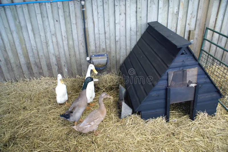 Clean and dry duck coop bedding