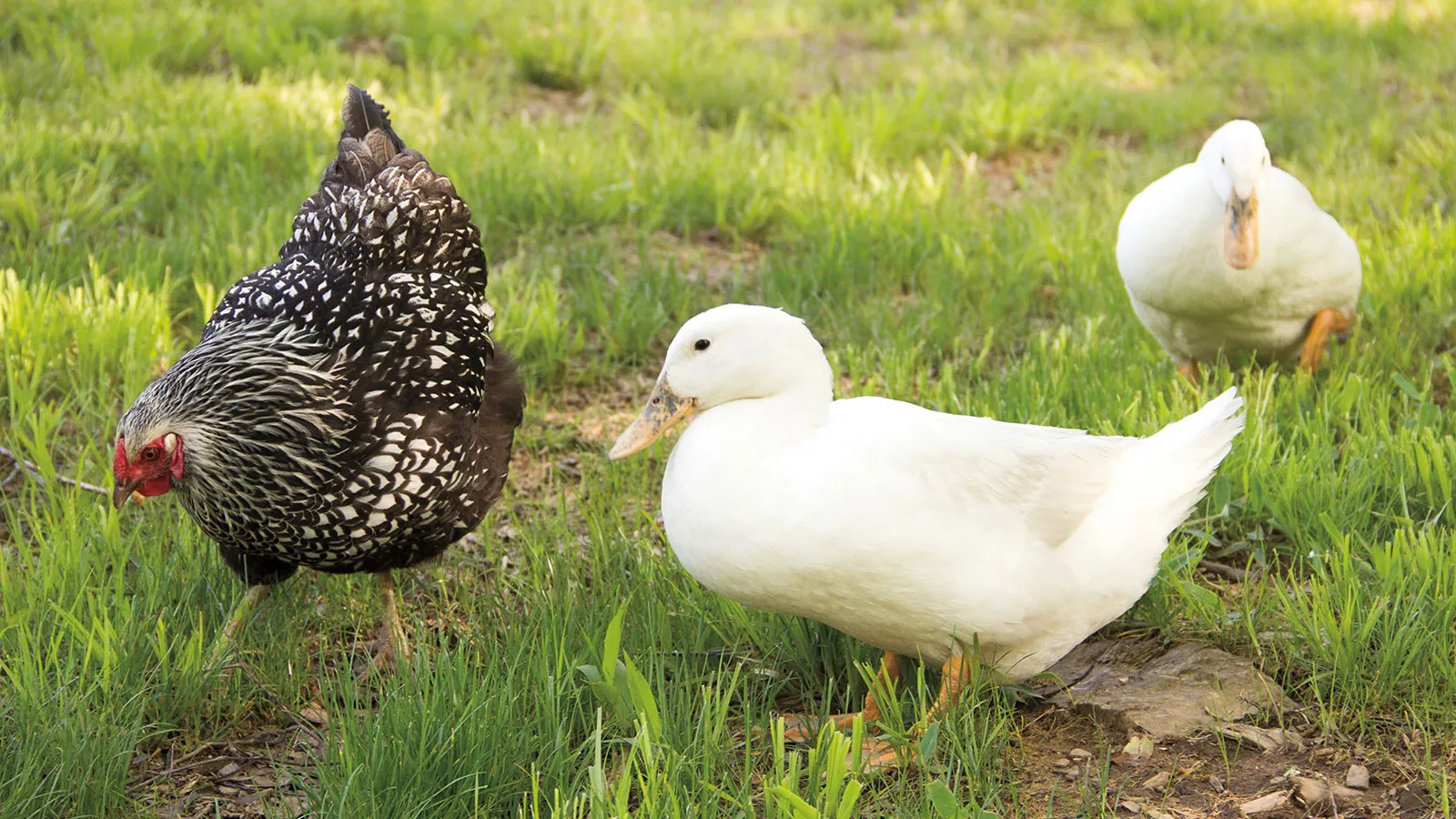 Young ducklings in a dry brooder with safe water access