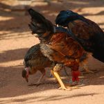 Is Sand a Good Choice for Your Chicken Coop? Pros, Cons, and Setup