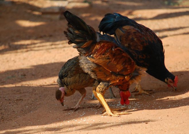Is Sand a Good Choice for Your Chicken Coop? Pros, Cons, and Setup