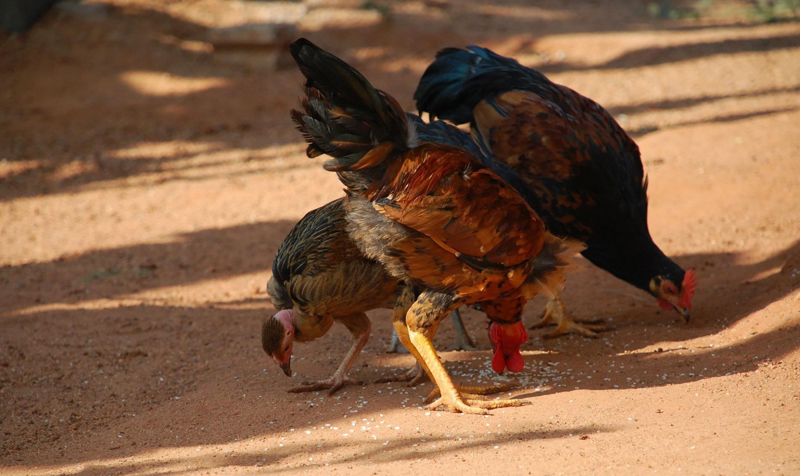 Is Sand a Good Choice for Your Chicken Coop? Pros, Cons, and Setup