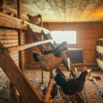 Why Your First Chicken Coop Failed — 7 Mistakes Experienced Keepers Always See