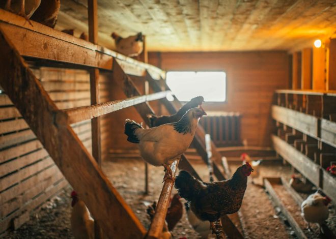 Why Your First Chicken Coop Failed — 7 Mistakes Experienced Keepers Always See