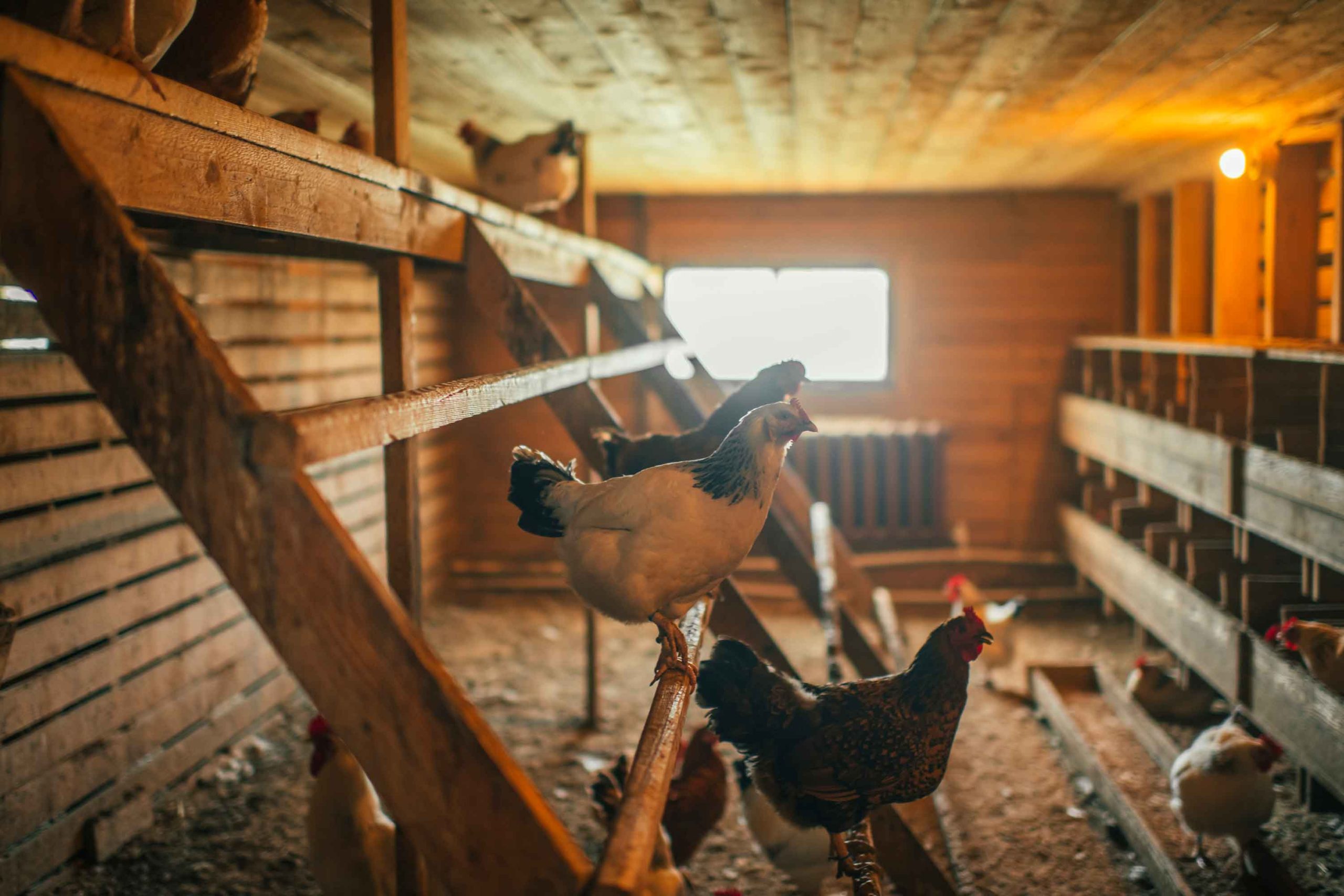 Why Your First Chicken Coop Failed — 7 Mistakes Experienced Keepers Always See