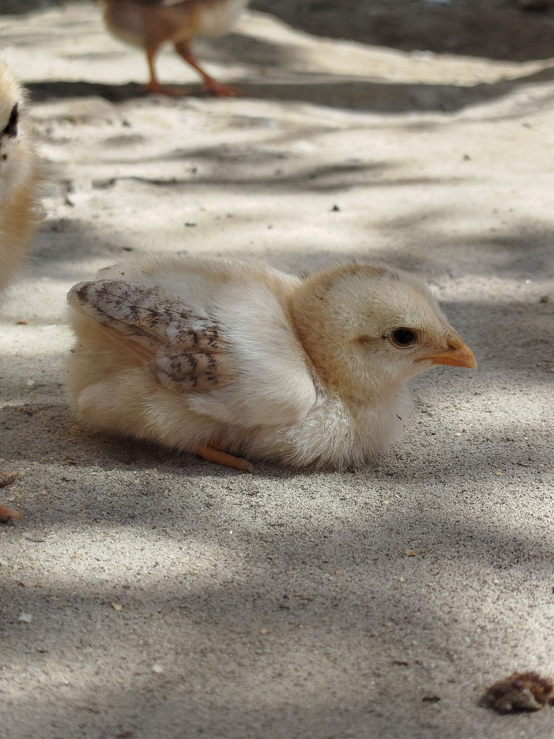 Coarse sand flooring inside a clean backyard chicken coop