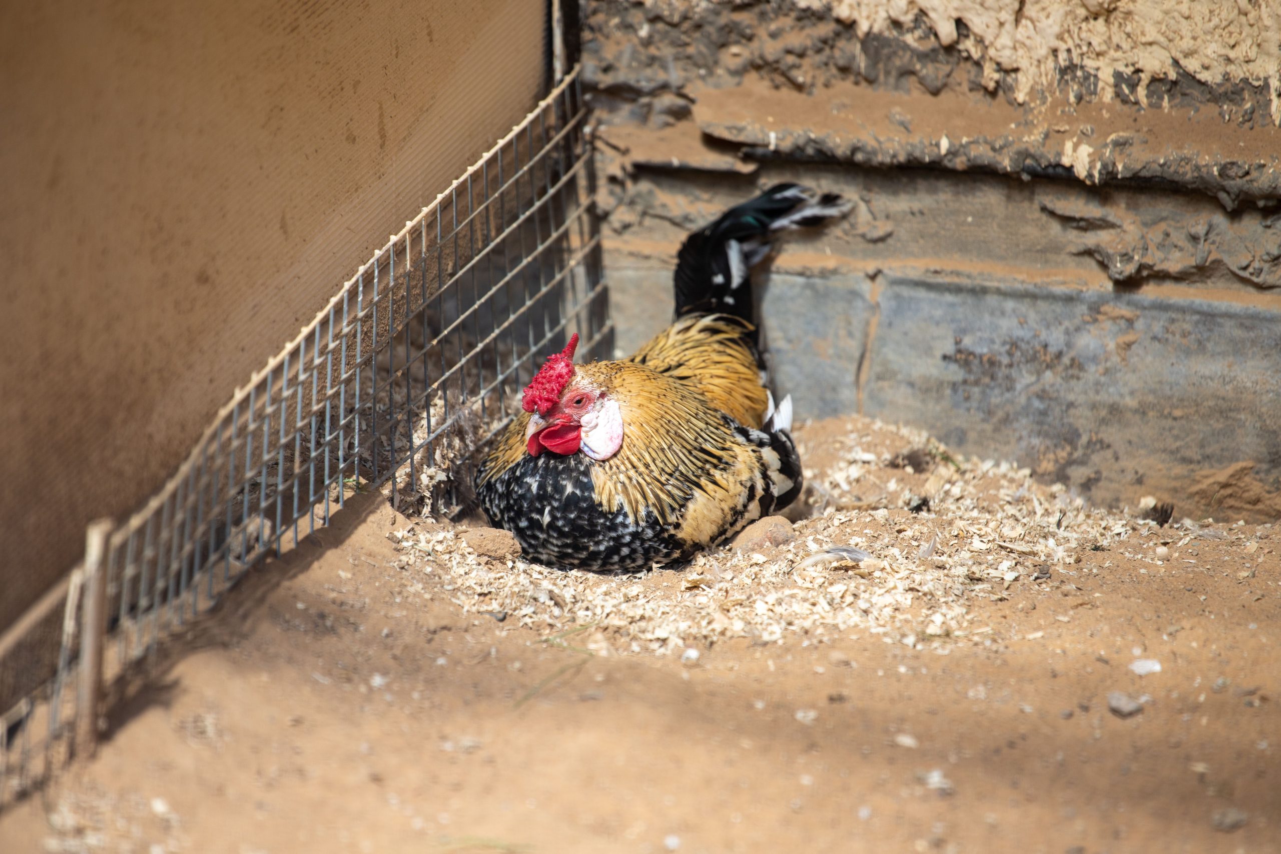 Coarse sand flooring inside a clean backyard chicken coop