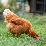 10 Protein-Rich Foods for Chickens—and How to Offer Them Safely