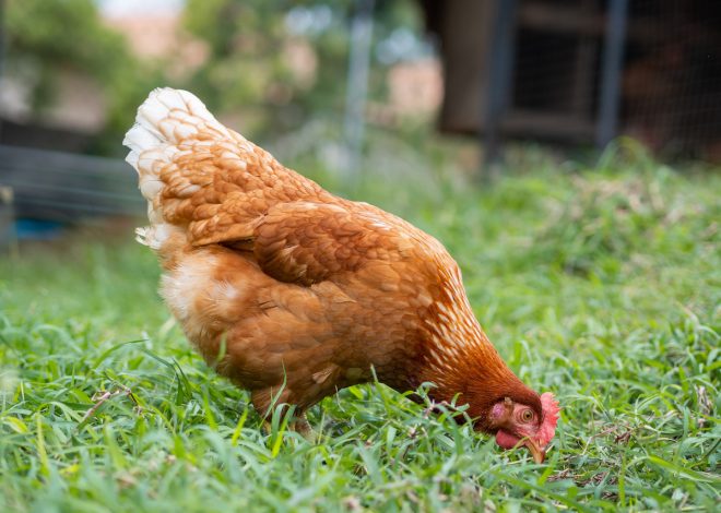 10 Protein-Rich Foods for Chickens—and How to Offer Them Safely