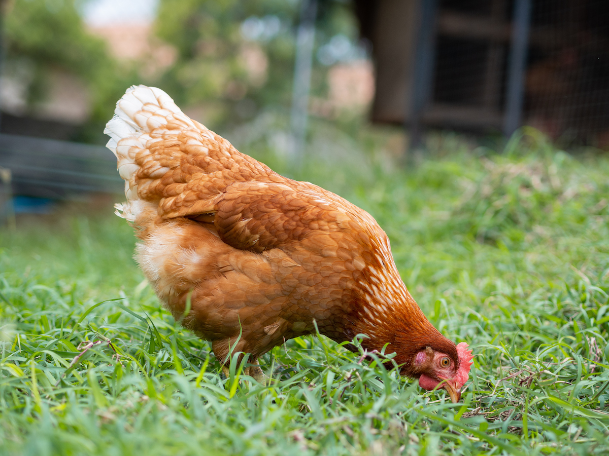 10 Protein-Rich Foods for Chickens—and How to Offer Them Safely