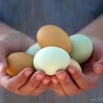 When Egg Laying Slows or Stops: 10 Checks for Backyard Hens