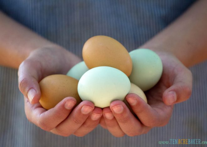 When Egg Laying Slows or Stops: 10 Checks for Backyard Hens