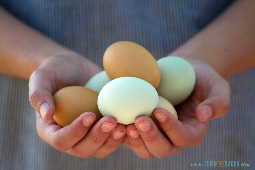 When Egg Laying Slows or Stops: 10 Checks for Backyard Hens