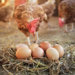 7 Common Reasons Chickens Stop Laying Eggs—and What to Check