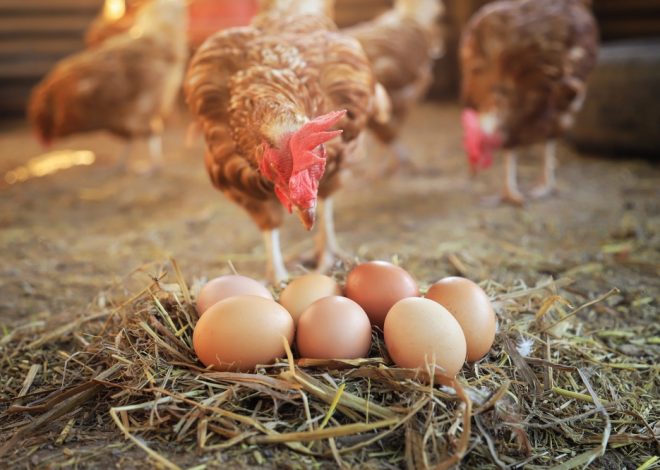 7 Common Reasons Chickens Stop Laying Eggs—and What to Check