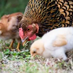 8 Tips to Protect Your Chicken Backyard Flock From Parasites