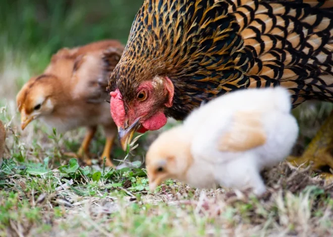 8 Tips to Protect Your Chicken Backyard Flock From Parasites