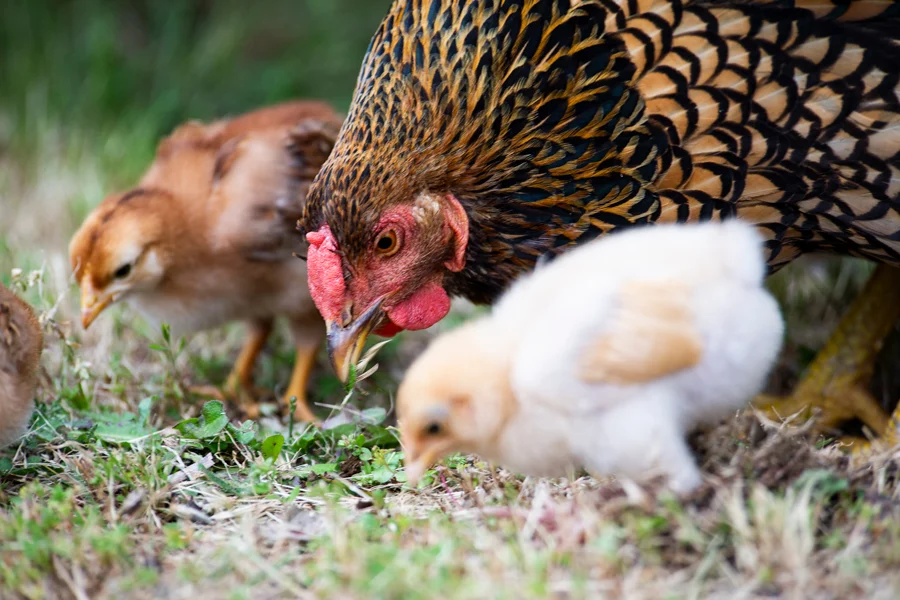 8 Tips to Protect Your Chicken Backyard Flock From Parasites