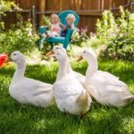 5 Duck Breeds Compared: Eggs, Temperament, Noise, and Care